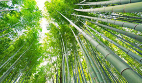 Bamboo Tree